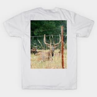 Elk With Antlers Behind Fence Nature Photography T-Shirt